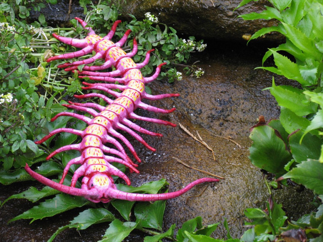 Underfoot-pink-centipede